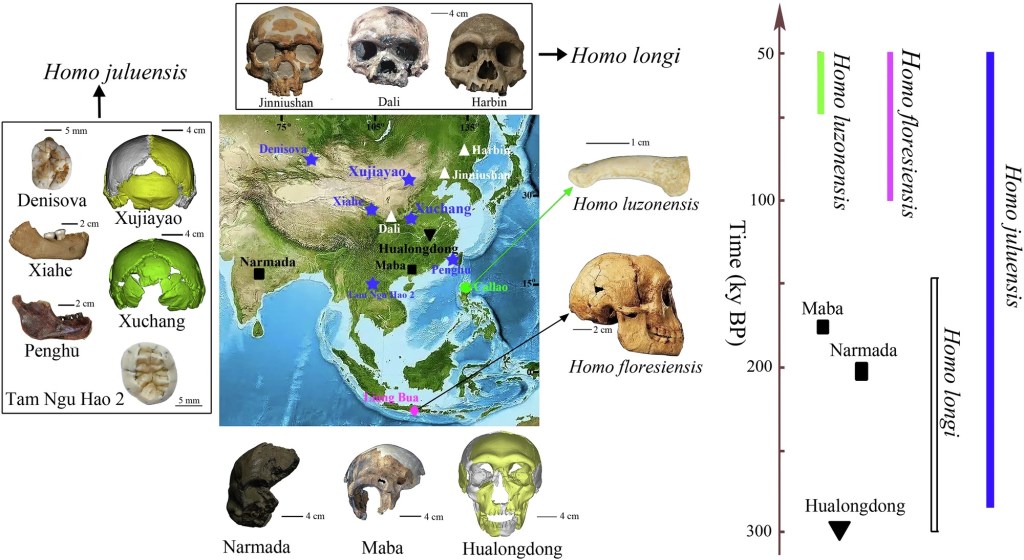 Homo juluensis: Revelados posibles ancestros&nbsp;remotos